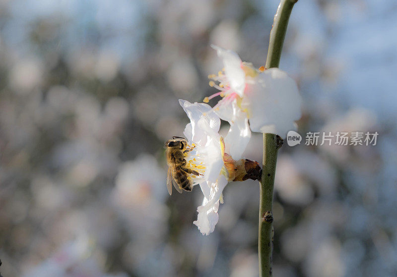 在塞萨洛尼基的杏仁花上采集花蜜的蜜蜂