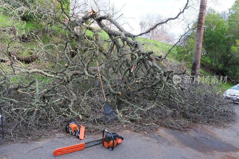 暴风雨后倒下的树