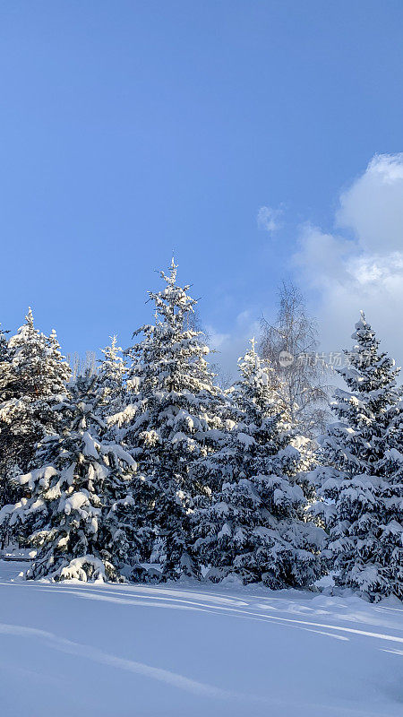 阳光下白雪覆盖的针叶林