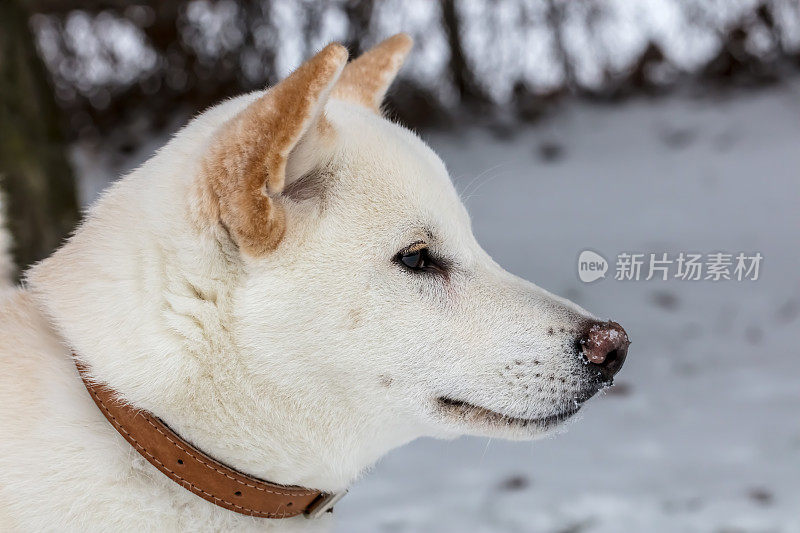 雪中的柴犬