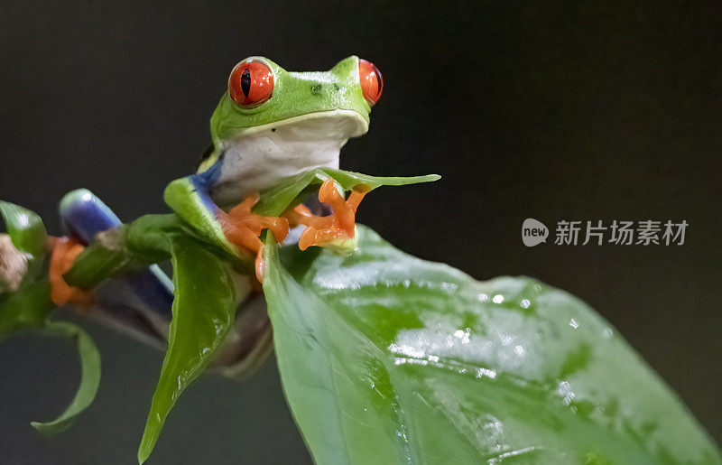 哥斯达黎加云雾森林里，一只红眼树蛙站在潮湿的树叶上