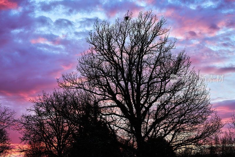 一棵光秃秃的大栗树的剪影在五彩缤纷的日落