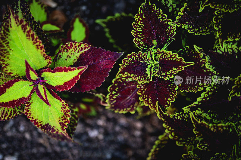 大黄属植物特写。金叶背景。