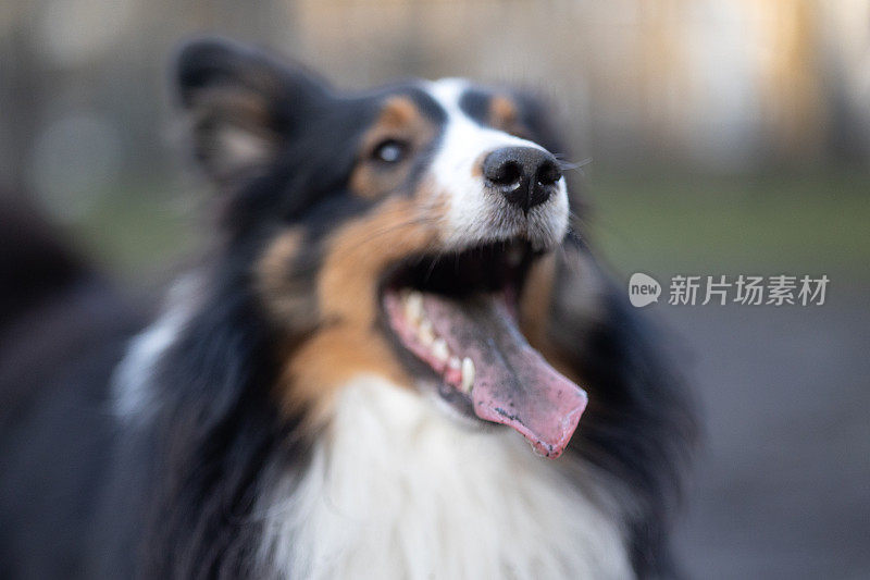 雪梨牧羊犬