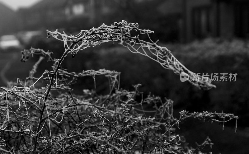 荆棘丛上冰冻的蜘蛛网