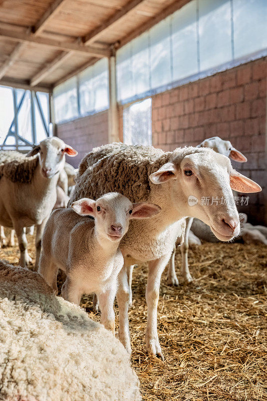 绵羊或羔羊家庭有机养殖和羔羊奶产业