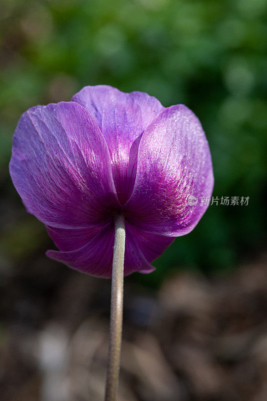 随着春天的到来，彩色的银莲花盛开的特写