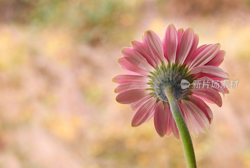 美丽的非洲菊花