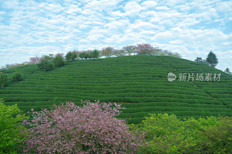 美丽的樱花有机茶园