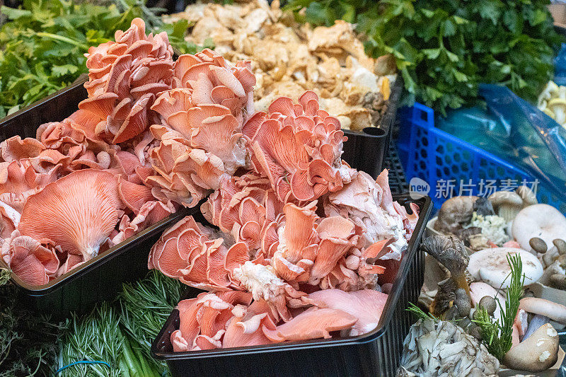 伦敦萨瑟克市博罗市场的粉红平菇