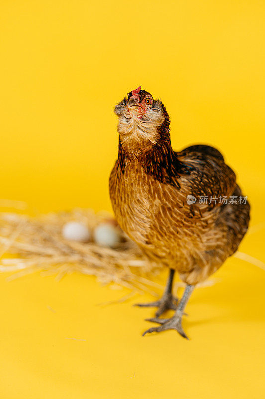 一只棕色的母鸡站在一个装满鸡蛋的稻草窝前