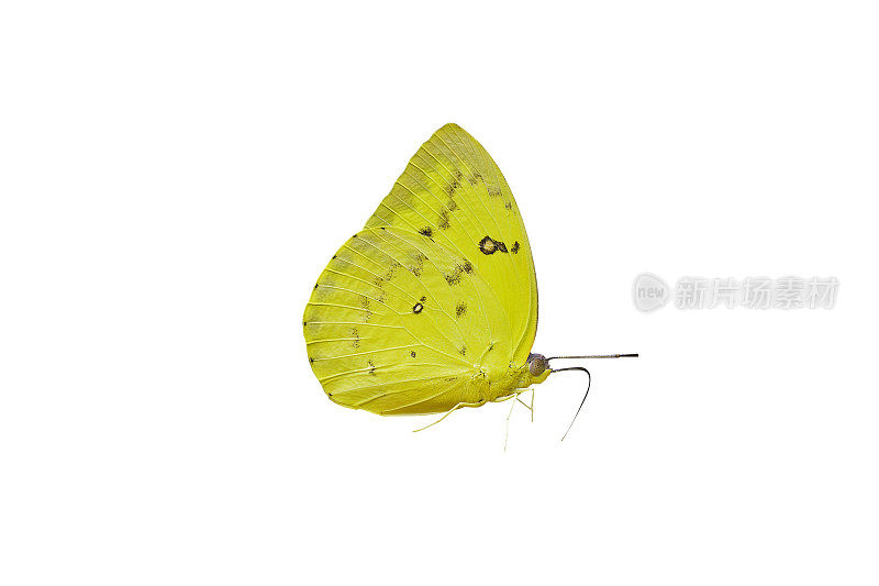 黄色蝴蝶孤立在白色背景上