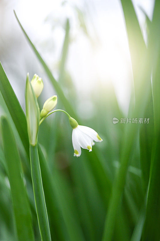 春天的花朵