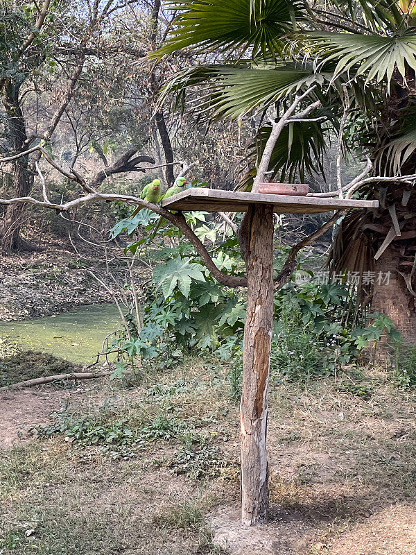 图片野生绿色印度环颈鹦鹉栖息在野外的树枝上，鸟类喂食器在树上，人类在大自然中照顾野生动物，远景