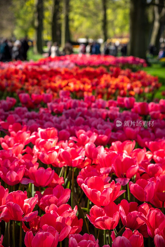 花园里有红色的郁金香花坛