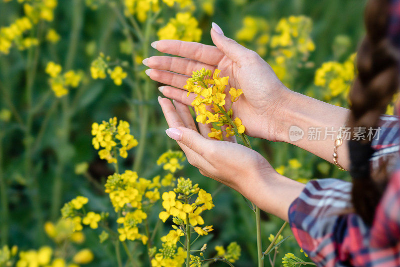 近距离的年轻女性农民的手拿着油菜作物