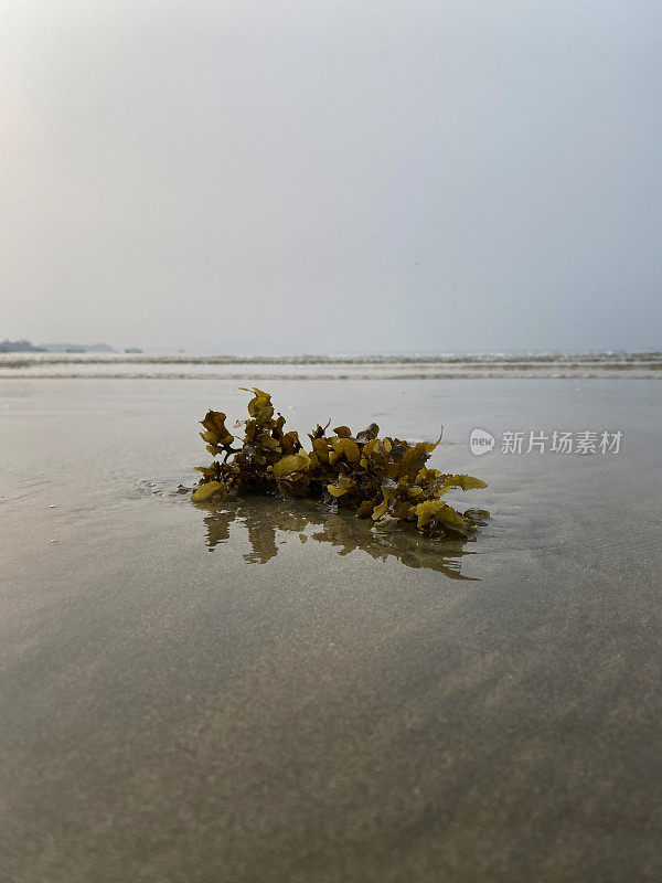 一群鱼卵产在被海水冲刷到潮湿的印度沙滩上的海藻上，低潮，背景中有破水，重点在前景