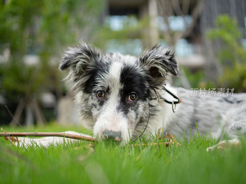 四条腿的守护者:草地上的牧羊犬