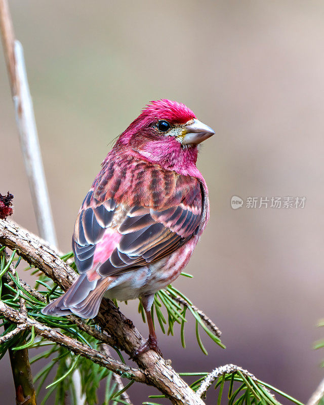 紫雀图片。雄性特写后视图，栖息在树枝上，红色羽毛，周围环境背景模糊。