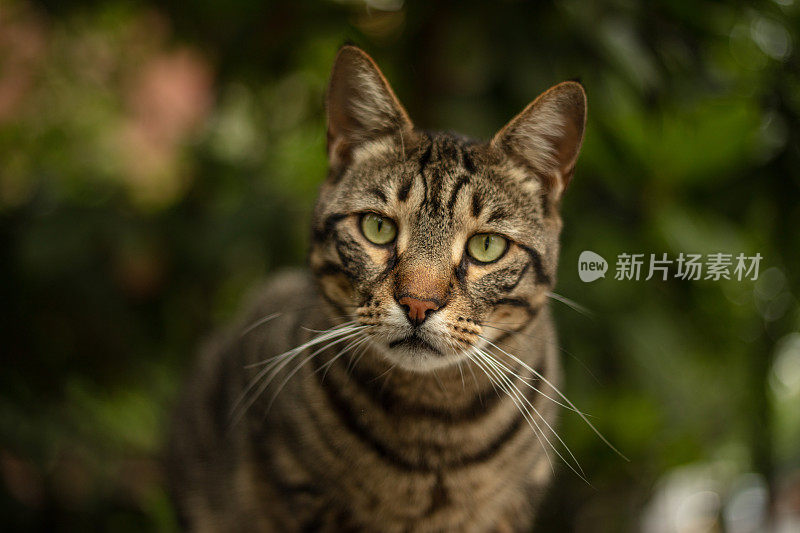 流浪虎斑猫在看镜头。