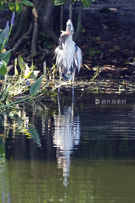 在佛罗里达湿地，大蓝鹭正在吃鱼