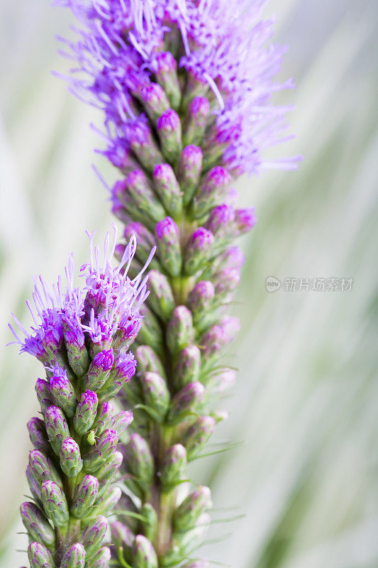 紫色Liatris