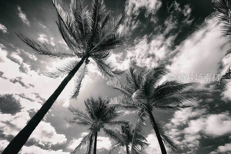 棕榈树风暴，迈阿密。