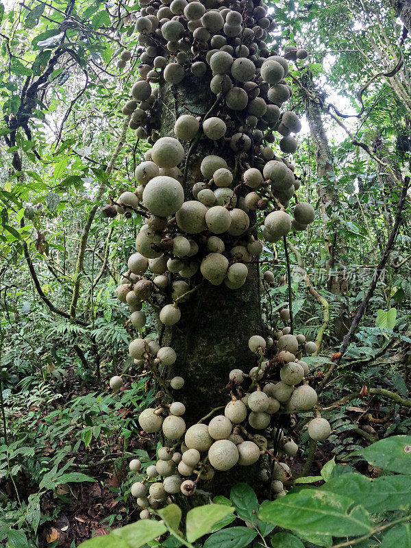 长在树上的亚马逊雨林水果