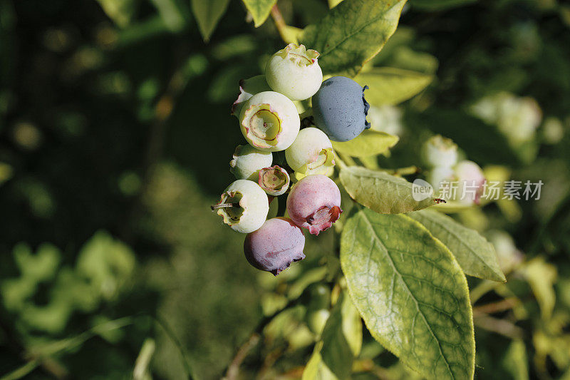 在一个阳光明媚的日子里，一群蓝莓在灌木上生长。