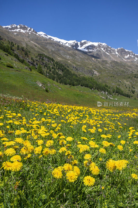奥地利蒂罗勒阿尔卑斯山脉的春天草地上盛开着蒲公英野花