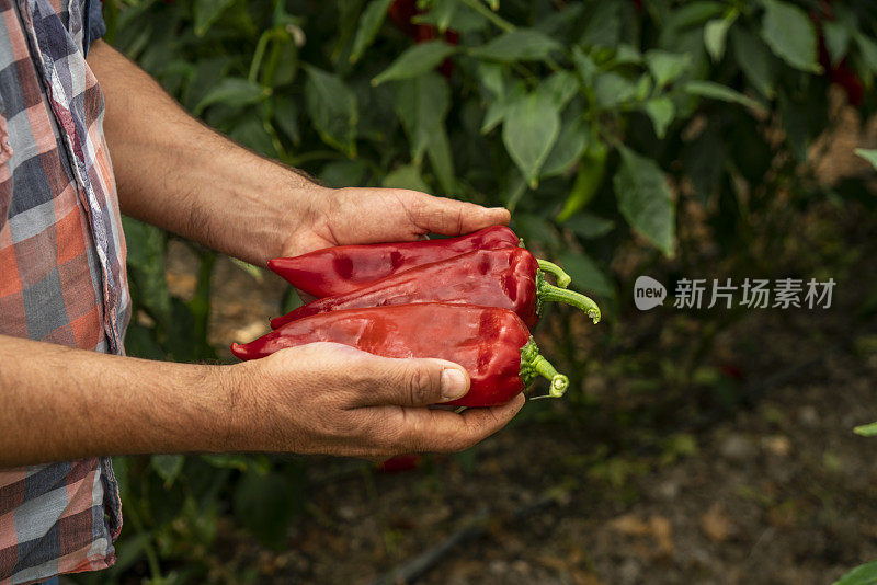 蔬菜大棚有机红辣椒和绿辣椒