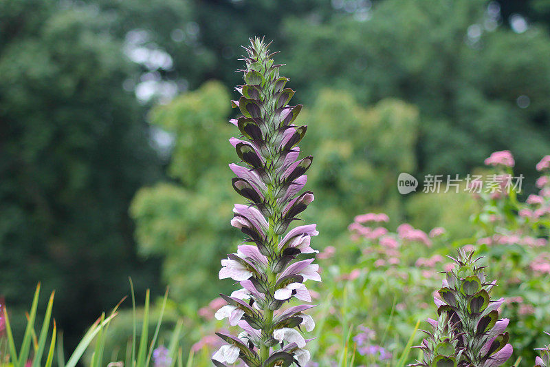 在英国乡村的家庭花园里，长着高大而优雅的熊马裤花。