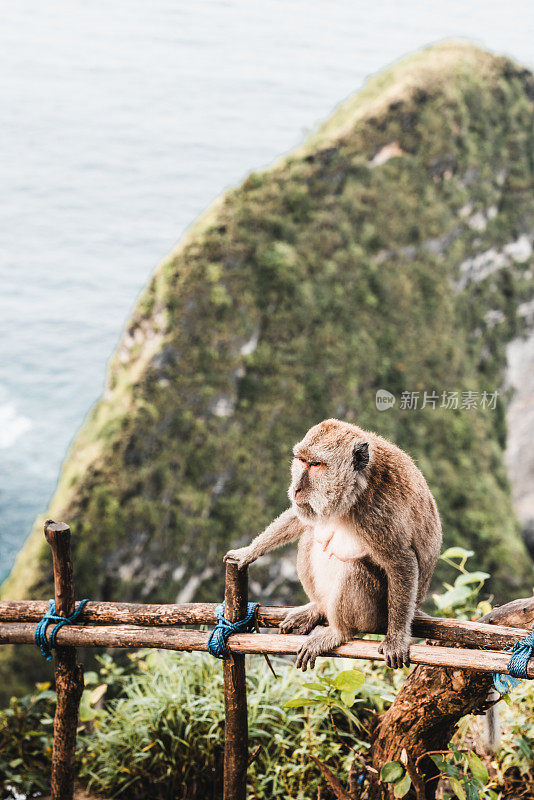 印度尼西亚巴厘岛努沙佩尼达的科林金海滩上的猴子