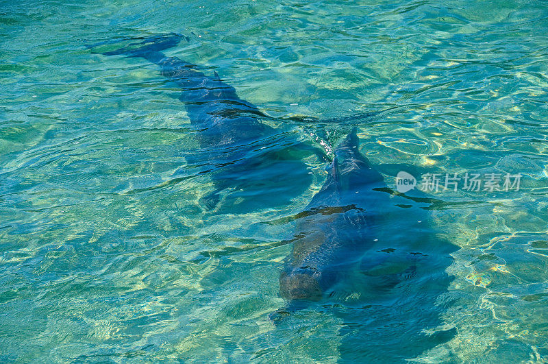 在浅水区游泳的海豚