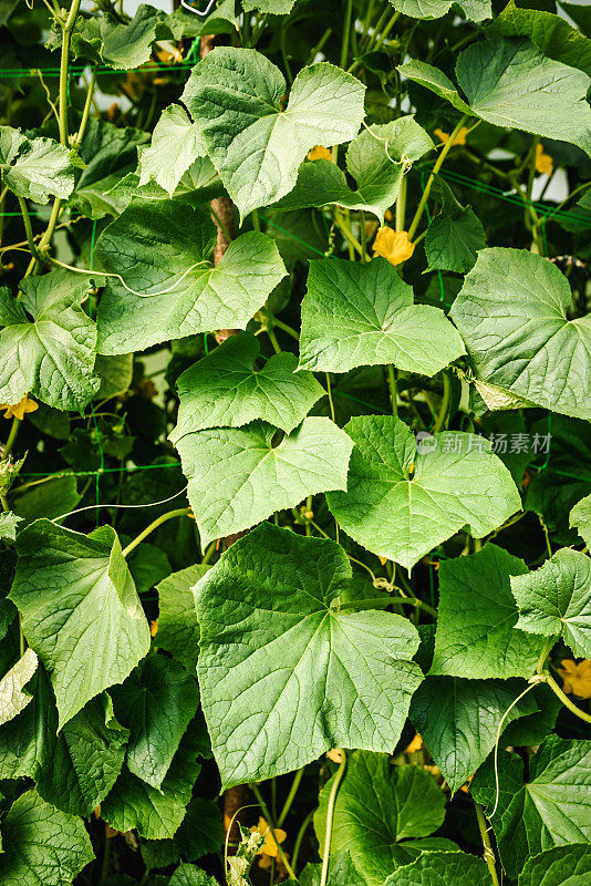 黄瓜的植物。黄瓜叶子。