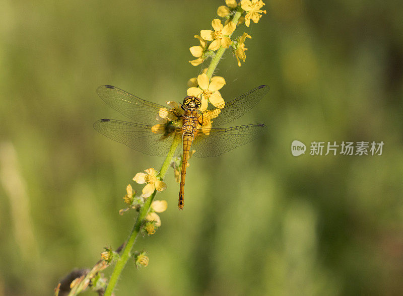 红红的蜻蜓