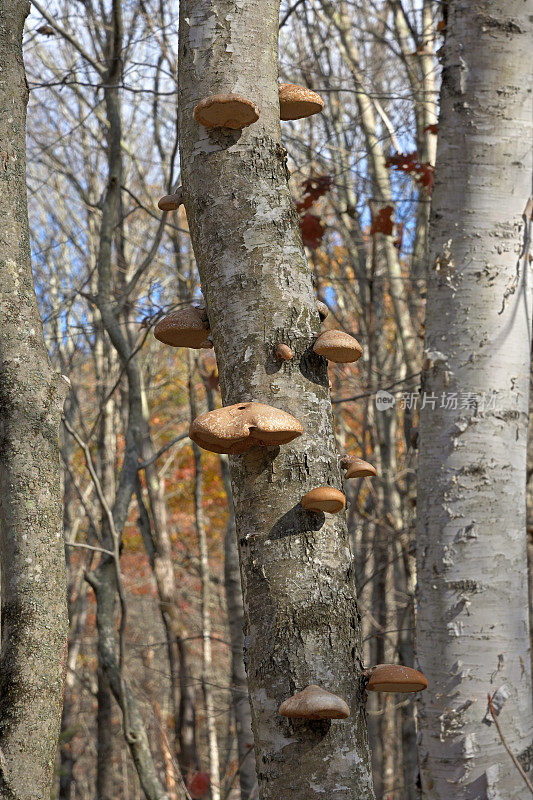 林中的桦树多孔蘑菇
