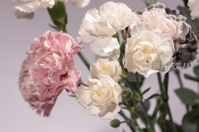 美丽的粉红色，灰色和白色康乃馨花香，新鲜桉树和紫罗兰花。