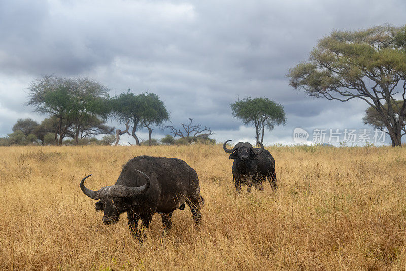在肯尼亚马赛马拉国家公园的平原上，一头非洲大雄水牛背着一只鸟在散步