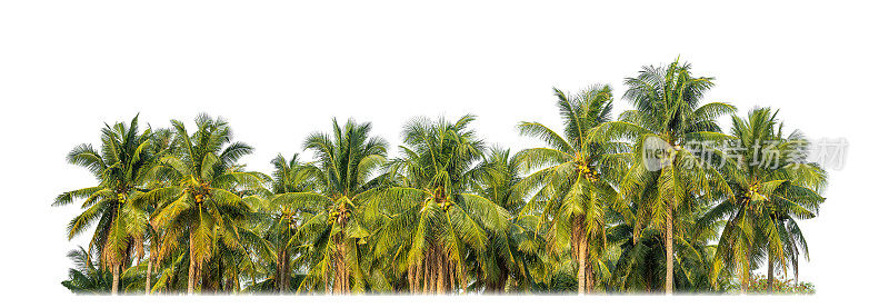 棕榈树在夏天的白色背景与剪辑路径和alpha通道。