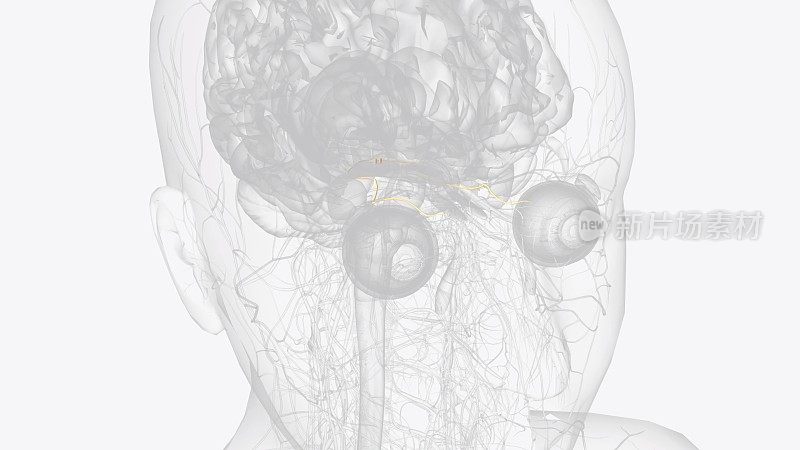 滑车神经是第四脑神经，也是控制眼球运动的眼运动神经之一