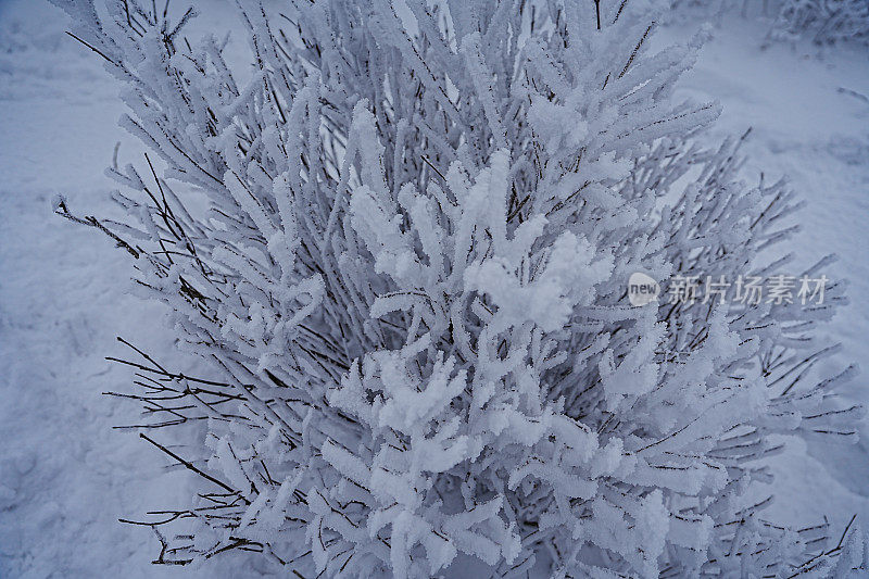 树枝上的雪(硬霜)