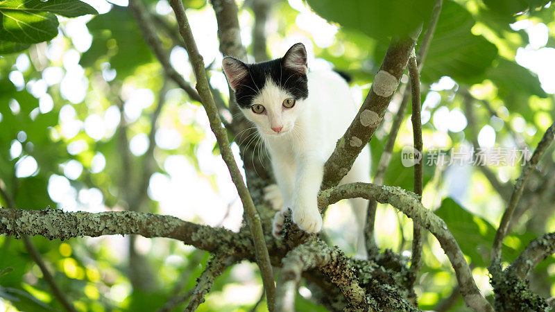 可爱的猫被困在树上等待救援