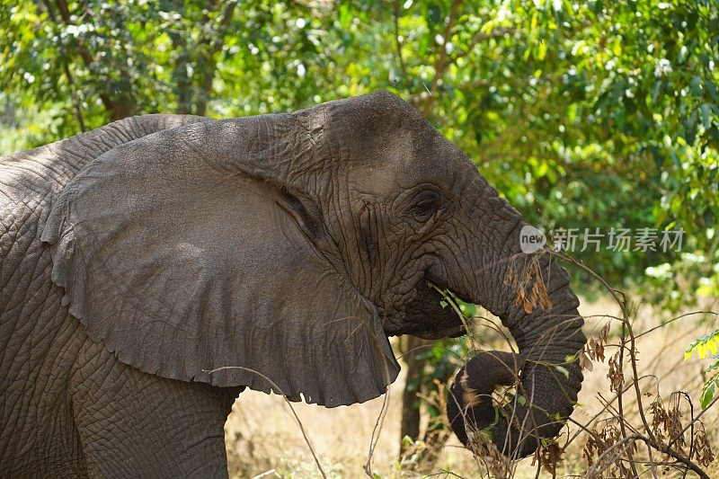 非洲野生动物，公象进食，近距离头部，树木，灌木丛