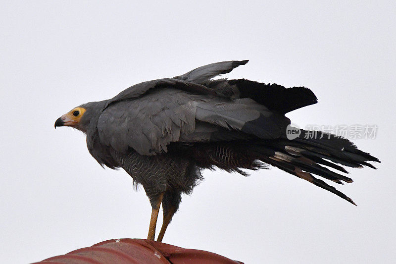 非洲Harrier-Hawk