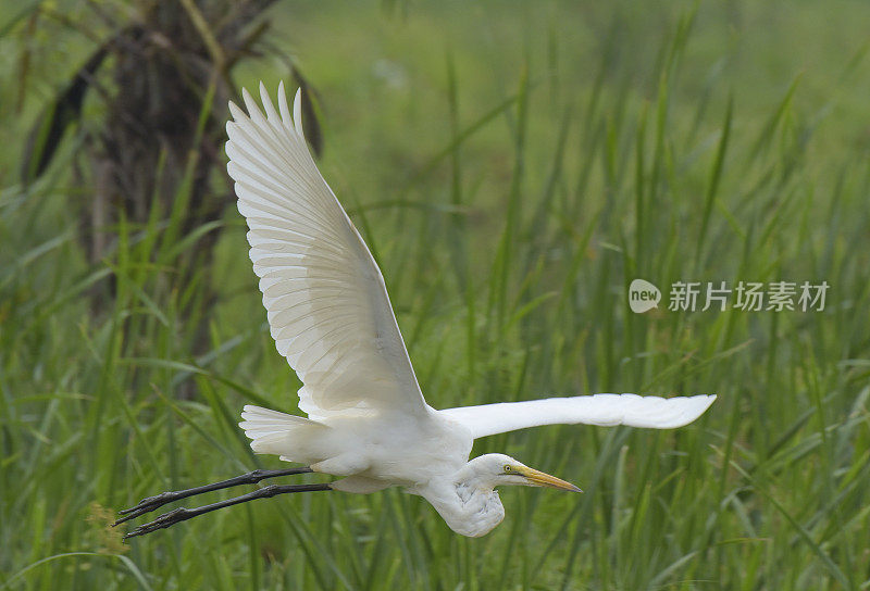 大白鹭