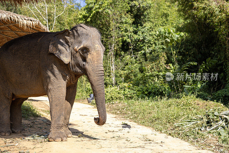大象在普吉岛大象保护区
