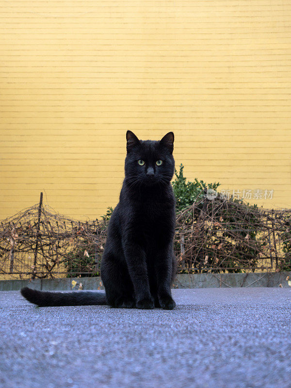 一只黑色的流浪猫在相机前摆姿势