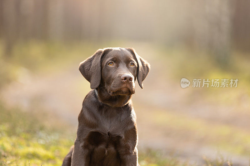 拉布拉多猎犬小狗坐在森林里