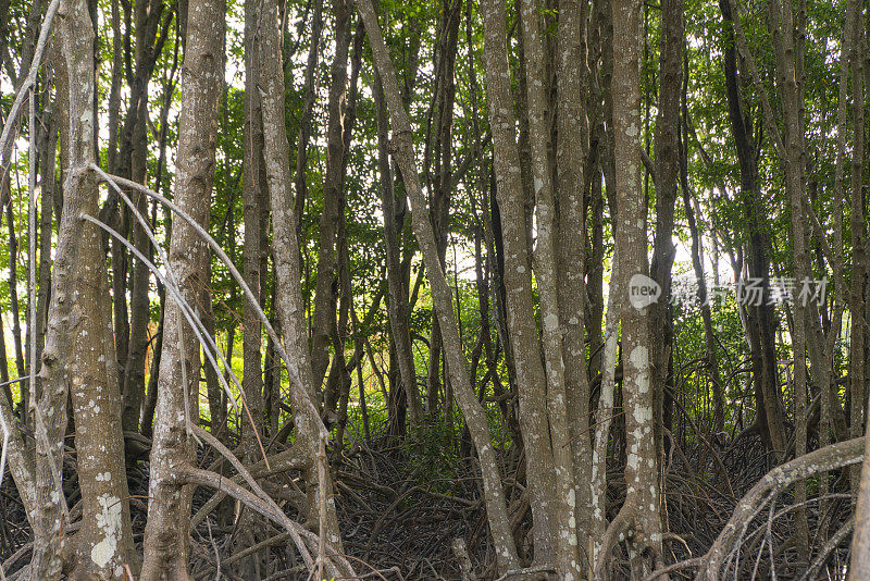 在金茂红树林内，金茂角国家森林，世界生物圈保护区